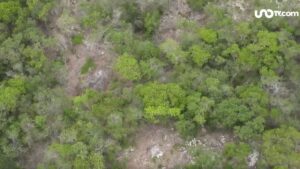 Tala ilegal y desmontes amenazan biodiversidad del área Natural protegida de Cuxtal, Yucatán