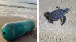 Más de 500 tortugas marinas habrían muerto por culpa del cohete Starship que cayó en aguas mexicanas, denuncian ambientalistas