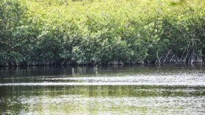 Yucatán destaca la importancia de la conservación de manglares
