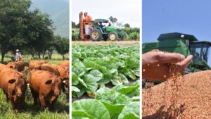 Tamaulipas, líder nacional en crecimiento de actividades primarias en primer trimestre de 2025