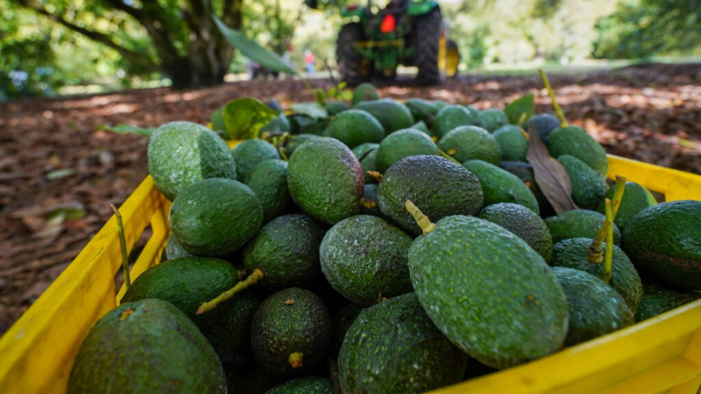 Con aguacate, México iniciará certificación de agroexportaciones