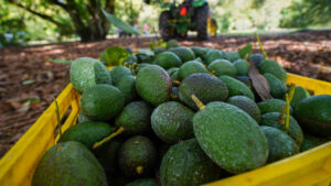 Con aguacate, México iniciará certificación de agroexportaciones en 2026