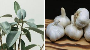 Cómo usar el ajo para repeler plagas de tus plantas: un insecticida natural y efectivo