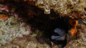 Captan rara Anguila Ciega en cenote contaminado de Yucatán