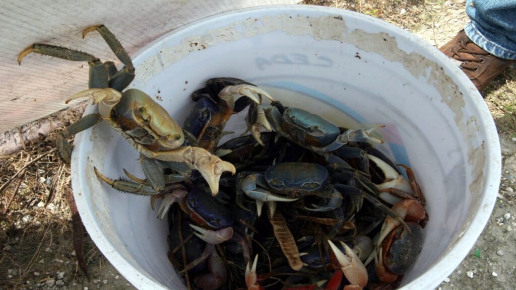 Cangrejo Azul Veda De Pesca