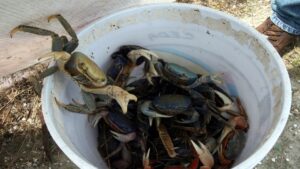 Declaran veda de cangrejo azul en Veracruz hasta septiembre