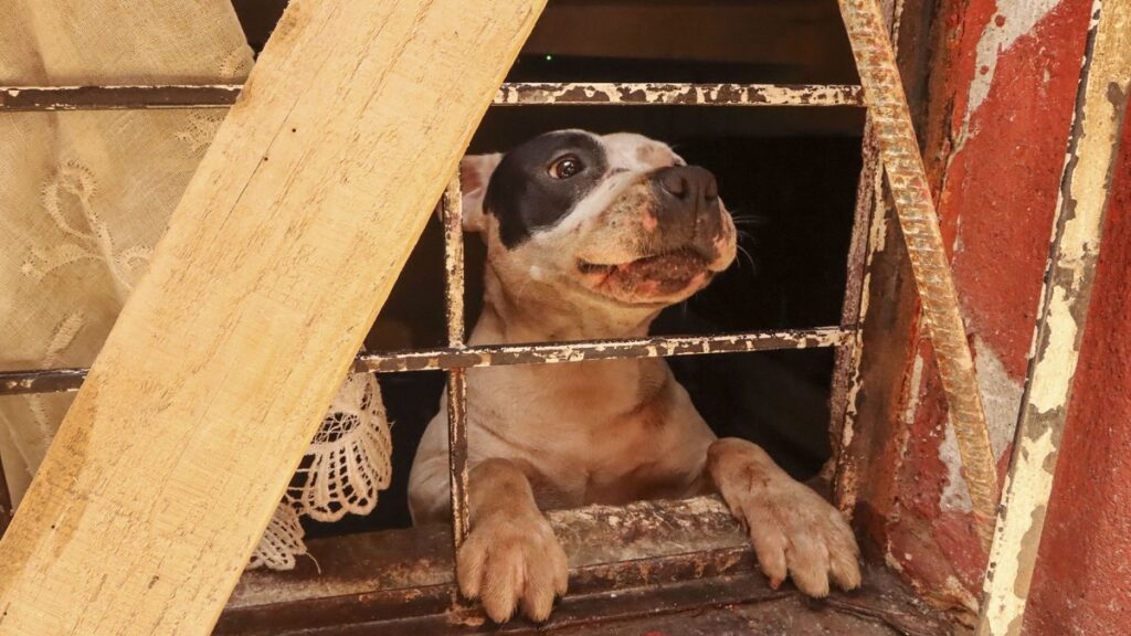 captan-a-sujeto-arrastrar-a-perrito-en-veracruz-lo-amarro-a-una-camioneta
