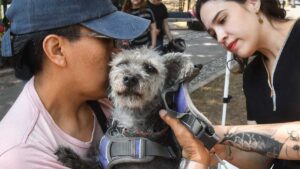 Caravanas de Bienestar Animal abren registro en Cancún