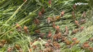 Chapulines arrasan con cosechas de frijol y maíz en Durango