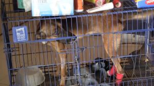 Con 4 casos, Yucatán alerta a dueños de mascotas por gusano barrenador