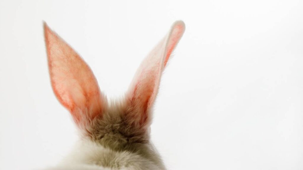 Conejos cola de algodón presentan virus de papiloma
