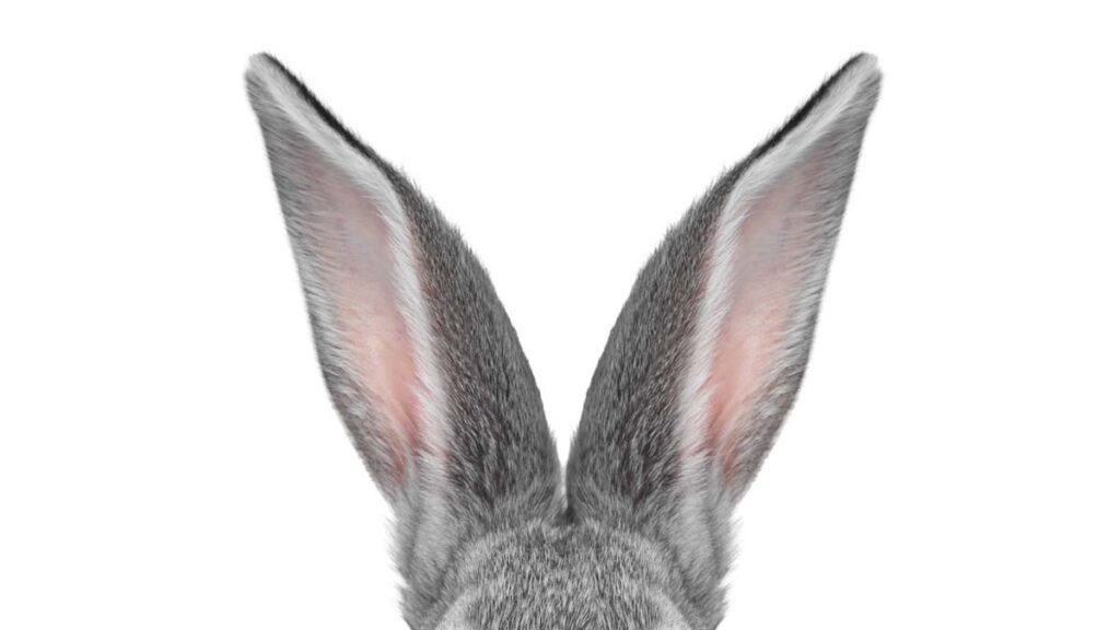 conejos Frankenstein