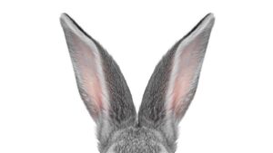 ¿Por qué le salen “tentáculos” en el cara a los “conejos Frankenstein” de EE.UU.?