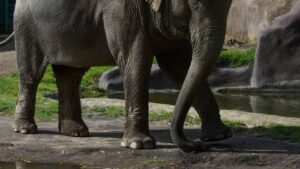 Elefante persigue y pisa a turista que le habría tomado foto con flash