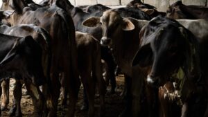 México y EE. UU. firman plan binacional contra el gusano barrenador del ganado