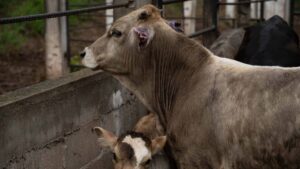 CNA respalda 5 acciones binacionales contra gusano barrenador