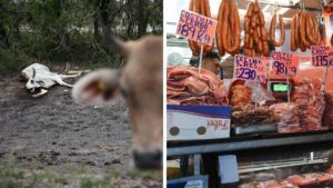 Sequía dispara precio de la carne; el ganado alcanza máximos históricos
