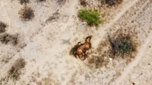 Gobierno, sin plan ante sequía en el norte de México