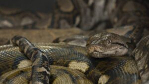 Pitón devora a un perro en Acapulco; el momento se hace viral