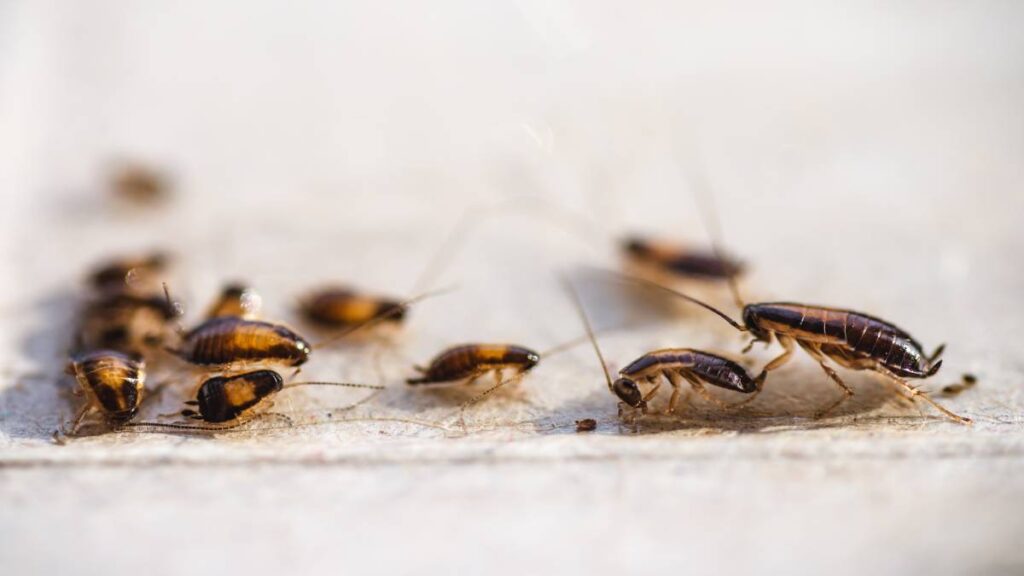 Las cucarachas pequeñas no se eliminan con spray; experto da consejos