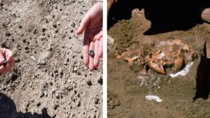 Científicos descubren nueva especie de ancestro de los humanos en África