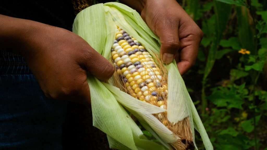 destruye-puesto-de-vendedor-ambulante-en-veracruz-surge-lady-elotes