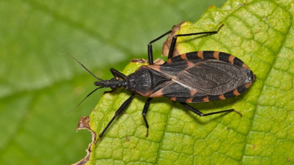 UNAM alerta por chinches y enfermedad de Chagas en Morelos: síntomas y qué hacer