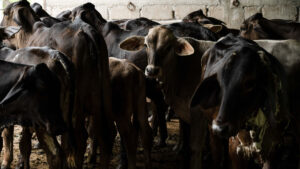 Yucatán registra 82 nuevos casos de gusano barrenador en ganado