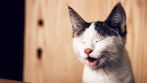 Cómo entender el lenguaje corporal de tu gato: guía de orejas, cola y maullidos