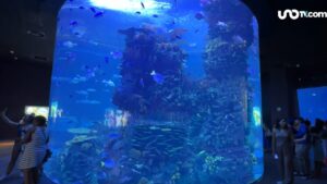 Gran Acuario Mazatlán: recorrido interactivo con tiburones, rayas y medusas