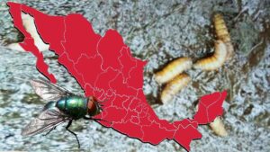Contagios de gusano barrenador en humanos se extienden a Yucatán y Tabasco; suman cuatro estados afectados