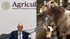 Siete entidades con casos de gusano barrenador, Secretaría de Agricultura sostendrá reuniones con EE.UU.