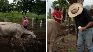 Ganaderos mexicanos pierden 30 mdd al mes por gusano barrenador
