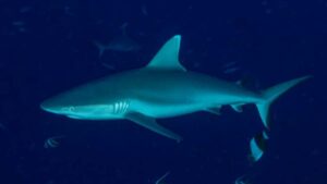 Quiso posar con un tiburón para una selfie y terminó en el hospital