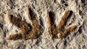 ¡Hallazgo prehistórico! Inundaciones en Texas sacan a la luz huellas de dinosaurios de más de 100 millones de años