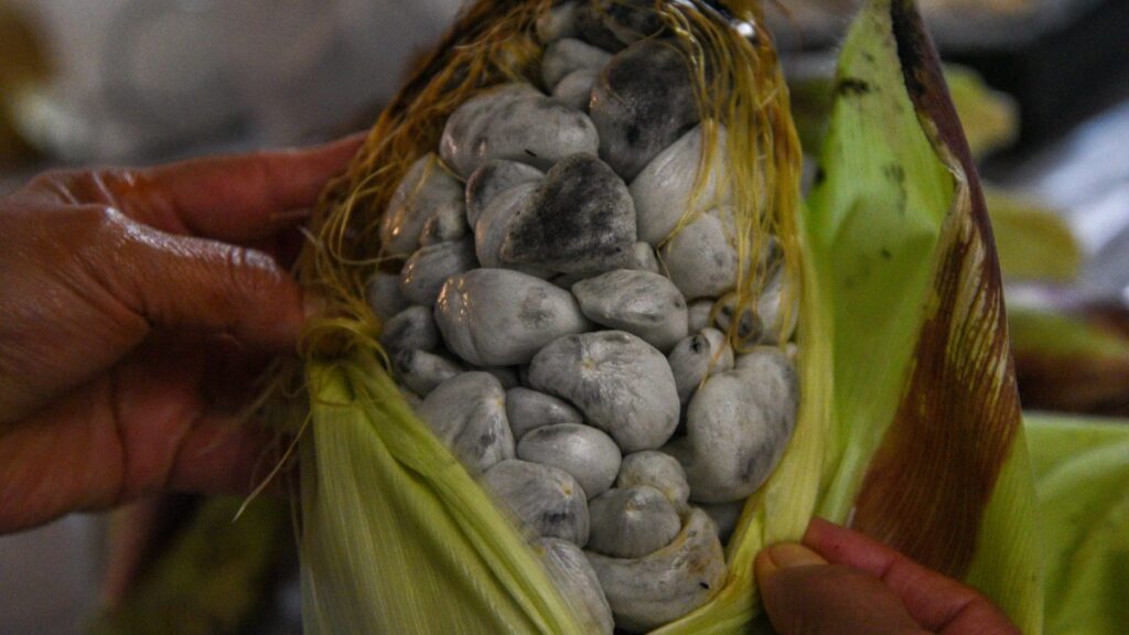 Huitlacoche: la “trufa mexicana” que aporta grandes beneficios: rica en proteínas, fibra y fósforo