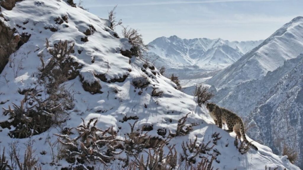 leopardo de las montañas