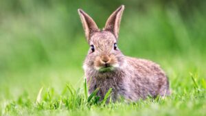 Virus provoca “conejos Frankenstein” con tentáculos en Colorado