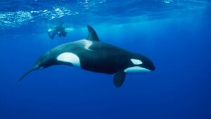 ¡Es legal! Baja California Sur aprueba nadar con orcas en La Ventana