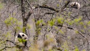 China protege a pandas y tigres con el mayor sistema de parques del mundo