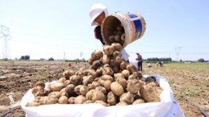 Científicos chinos descubren que el tomate es la “madre” de la papa