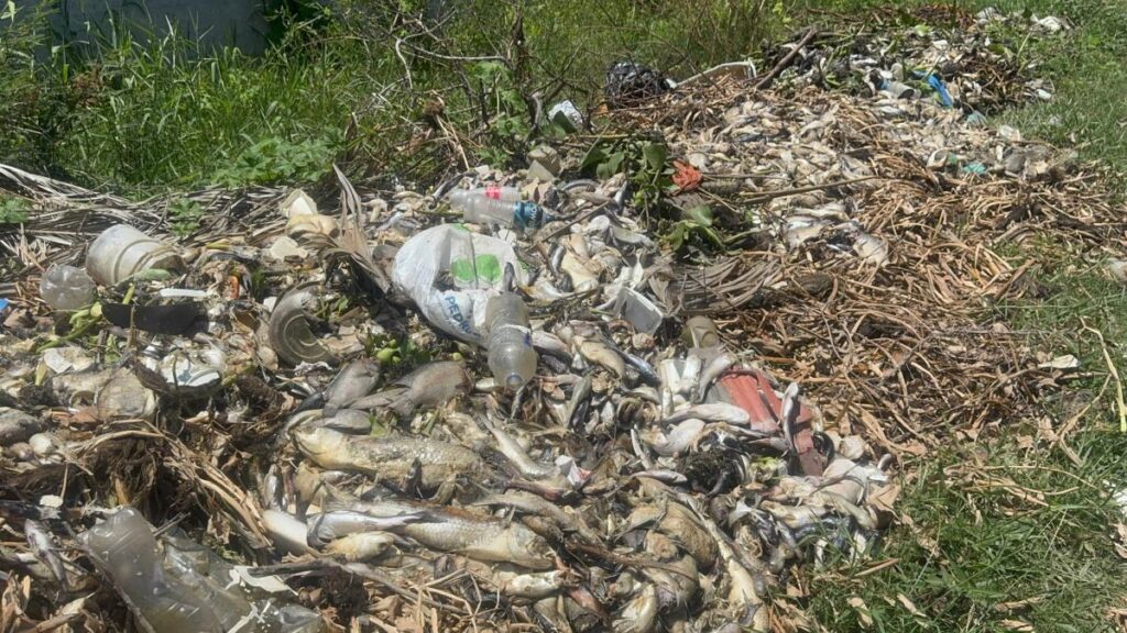 Peces muertos en laguna de Acapulco
