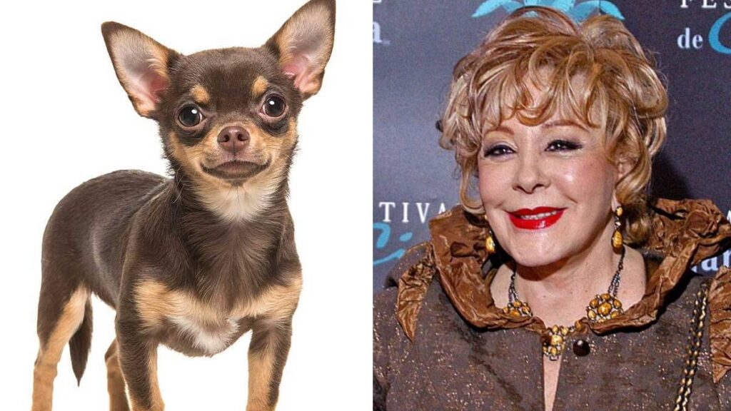 La perrita “Cosita” fue mascota de Silvia Pinal