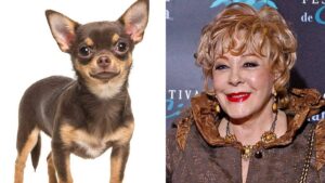 Perrita “Cosita” llora al ver abrigo de Silvia Pinal y conmueve en redes sociales