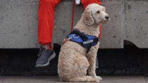 Denuncian en redes a aerolínea por no dejar que un perro de apoyo emocional viaje en vuelo