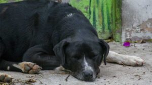 Perro muere tras ataque con machete de un hombre ebrio en Culiacán