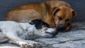 ¿Perros en zona de exclusión de Chernóbil presentan una genética distinta por la radiación?