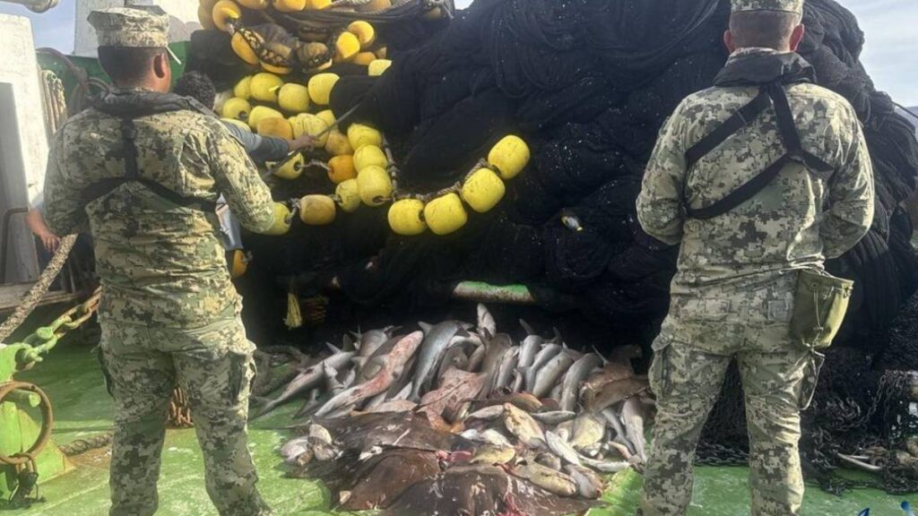 Agricultura y Marina decomisan producto de pesca ilegal.