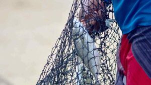 Pulpo, abulón y almeja entran en veda de pesca en septiembre: ¿qué especies se salvan?