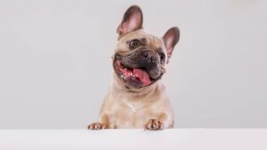 Petunia, la bulldog sin pelo que ganó el título del “Perro más feo del mundo 2025″